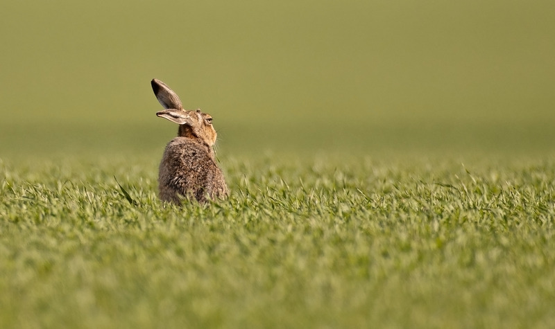 Brown Hare - Lepus europaeus - Mammals