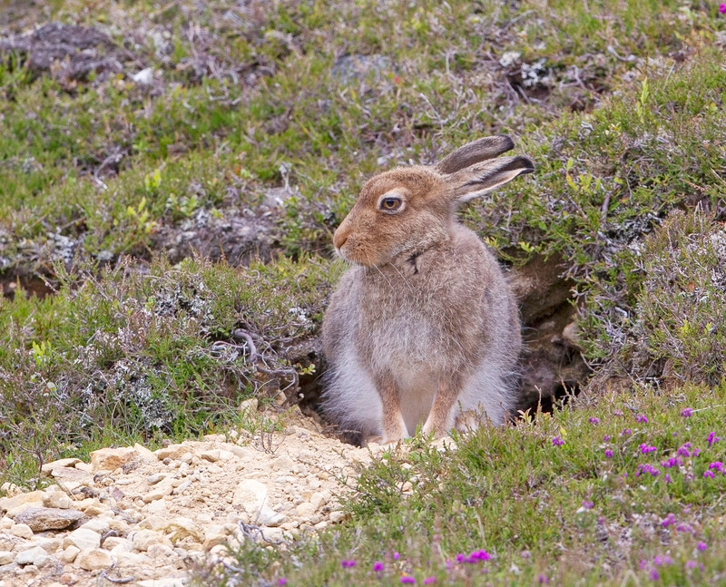 Mountain Hare - Lepus timidus - Cairngorms
