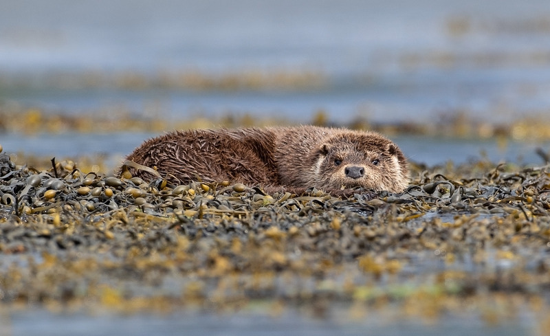 Otter - Lutra lutra - Ardnamurchan