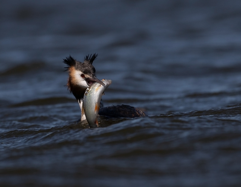 Great Crested Grebe - Podiceps cristatu - Lakes, Streams and Ponds