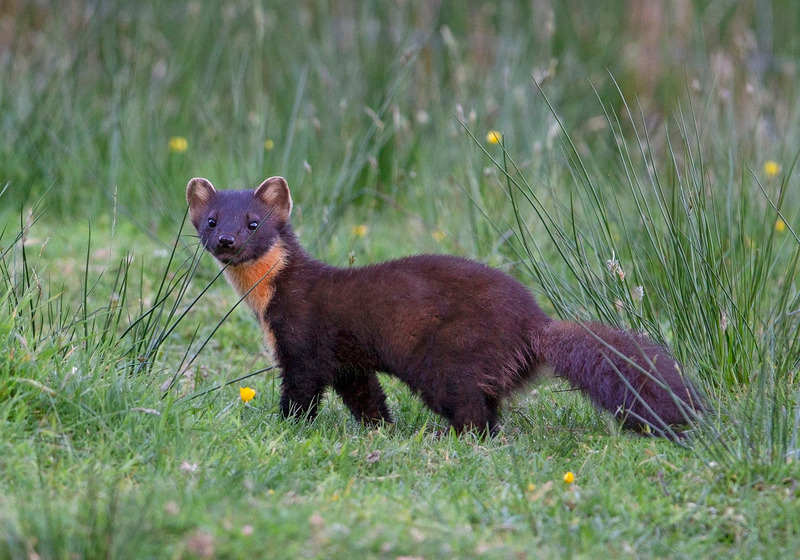 Pine Marten