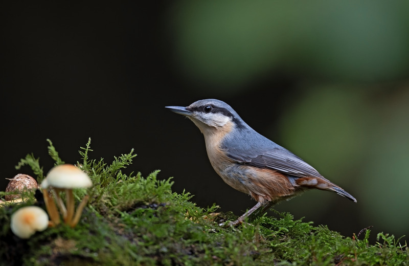 Nuthatch - Sitta europaea - Hedgerows and Woodland