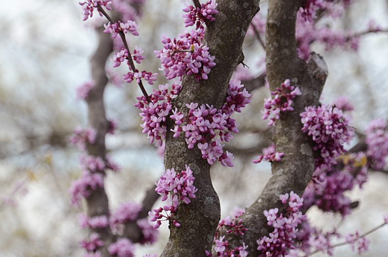  - Only in springtime
