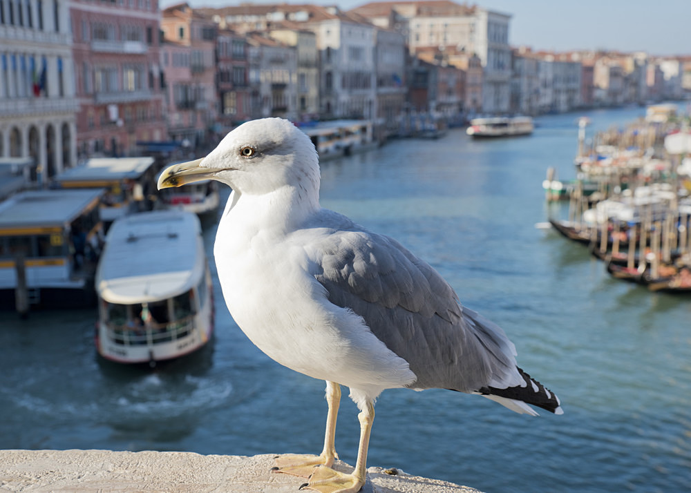  - Venice