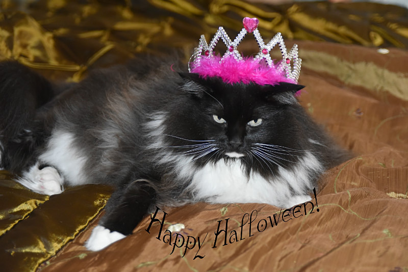 Vasa - Queen of Halloween - Cat Greeting Card