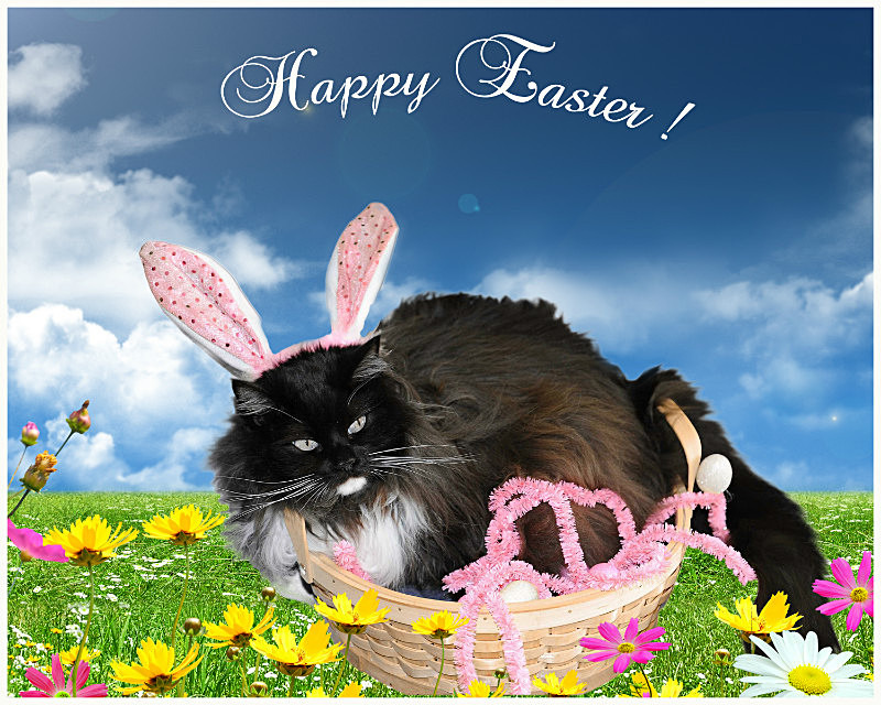 Happy Easter! - Cat Greeting Card