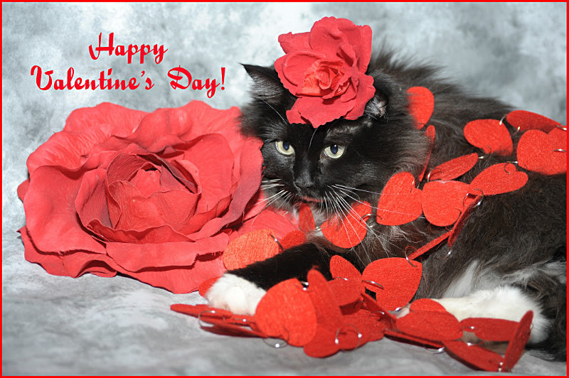 Happy Valentines day! - Cat Greeting Card