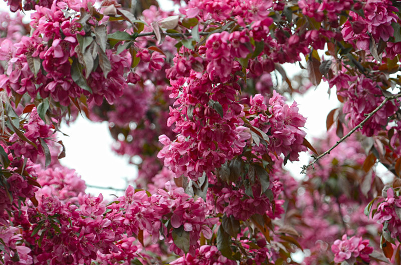  - Only in springtime