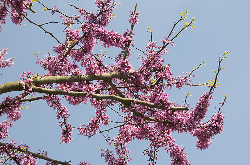  - Only in springtime