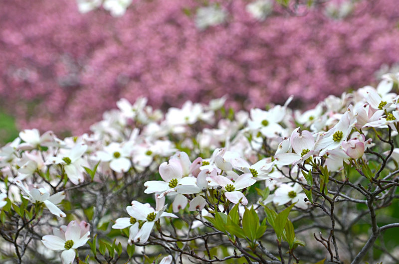  - Only in springtime