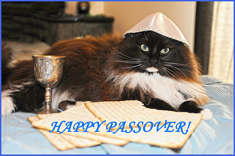 Cat Greeting cards