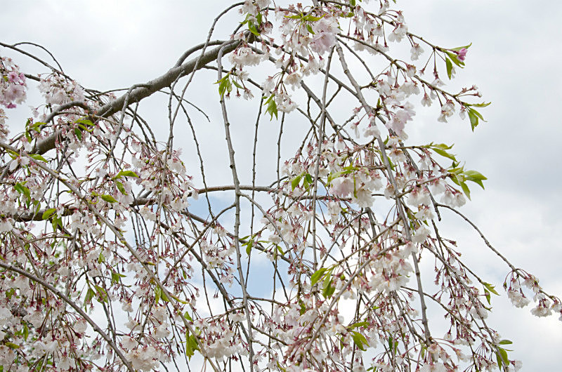  - Only in springtime