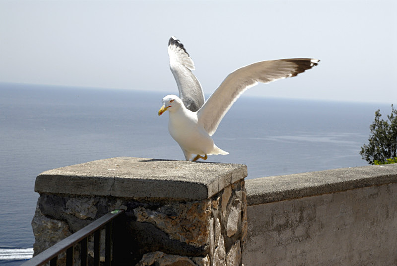  - Capri