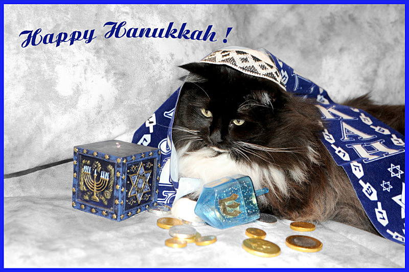 Cat Greeting cards