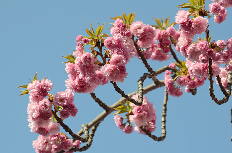  - Only in springtime