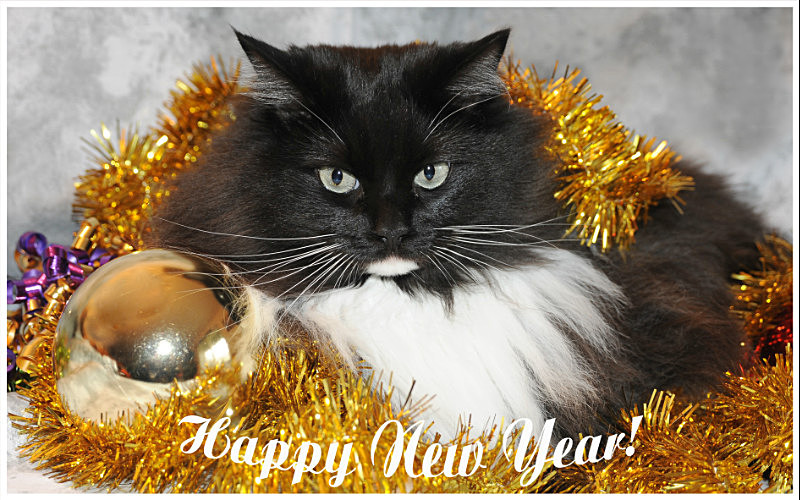 Happy New Year! - Cat Greeting Card