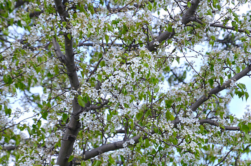  - Only in springtime