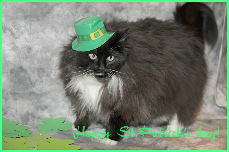 Cat Greeting cards