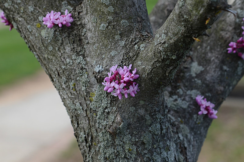  - Only in springtime