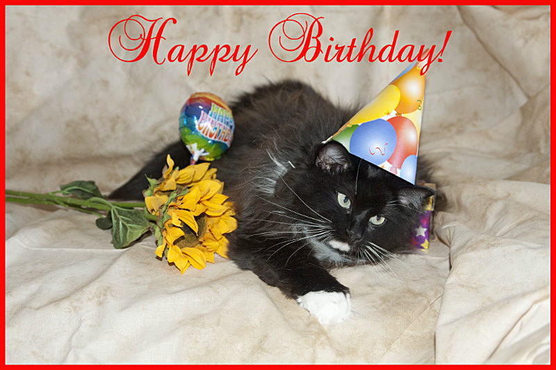 Happy Birthday! - Cat Greeting Card