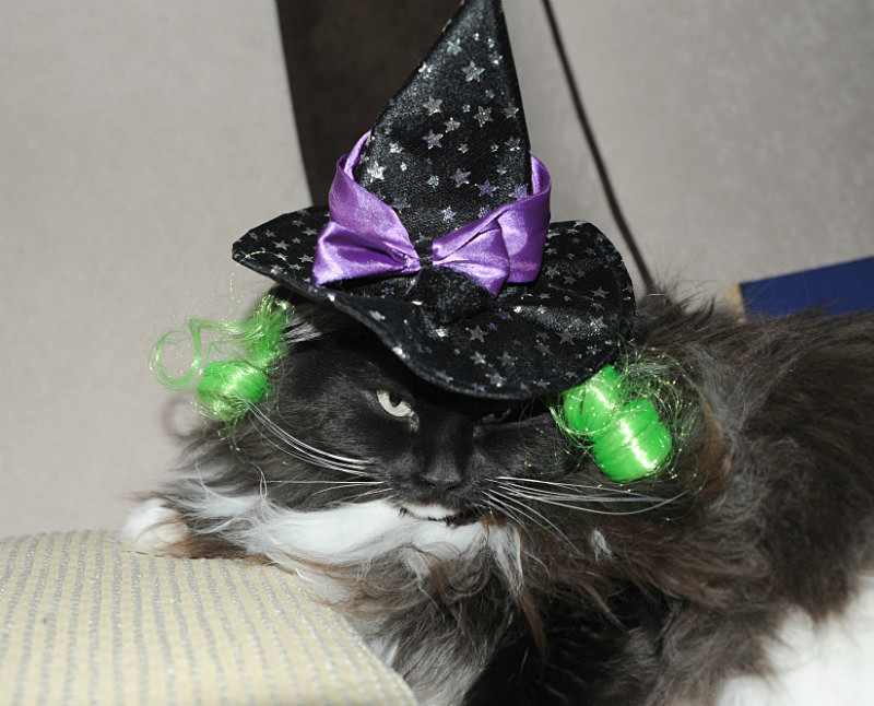 Happy Halloween! - Cat Greeting Card