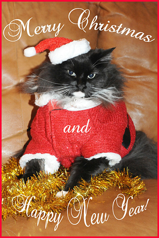 Merry Christmas! - Cat Greeting Card