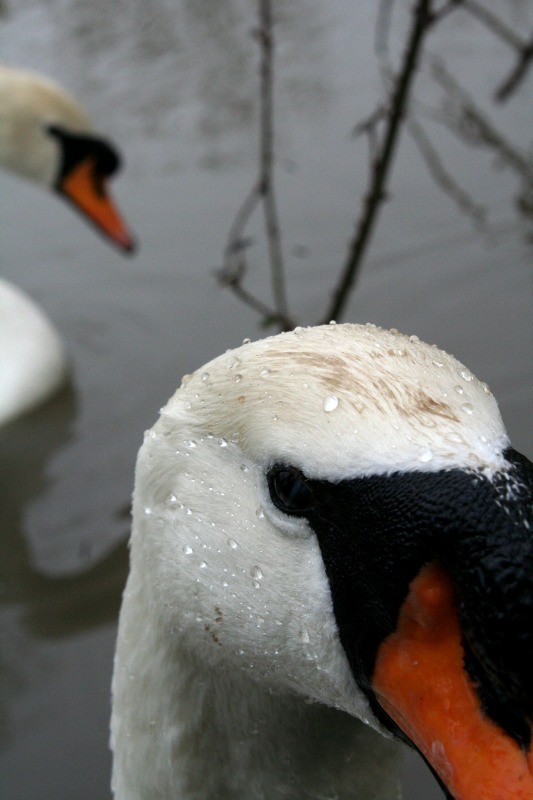 Swan Portrait - Wildlife