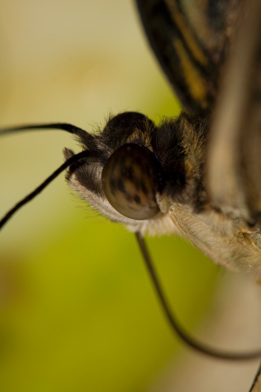 Butterfly6 - Macro World