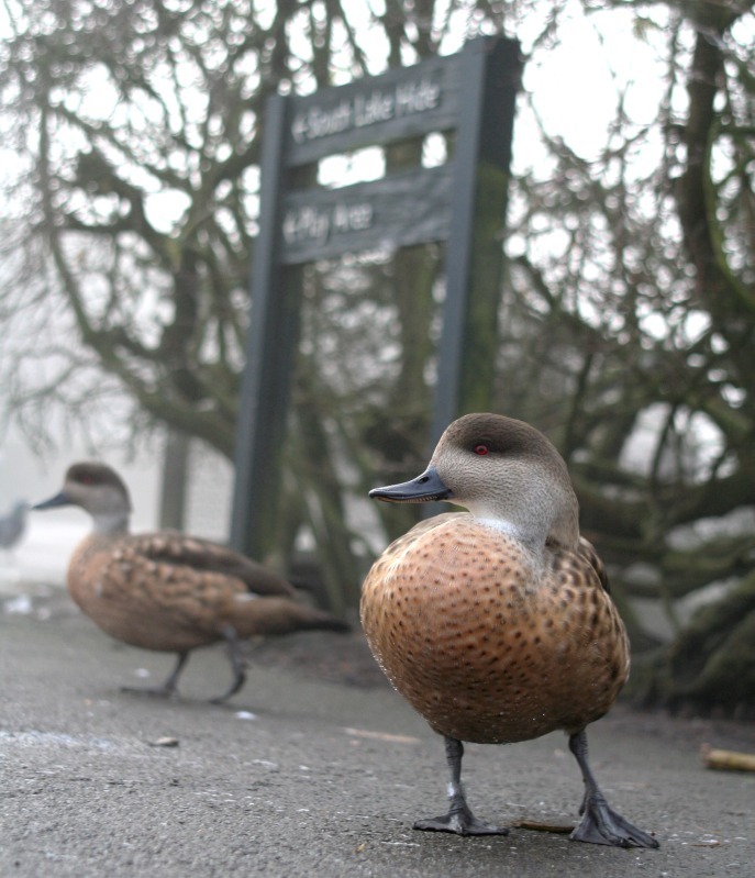 Bahama Pintails - Wildlife