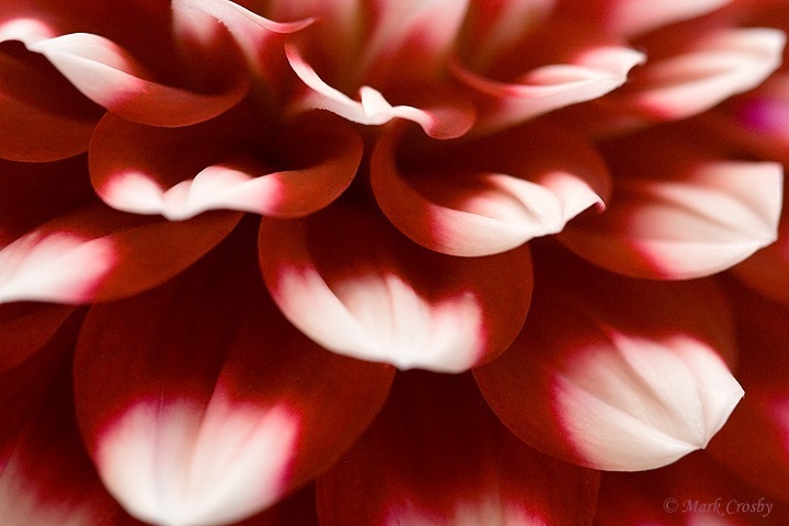 Flower - Favourites