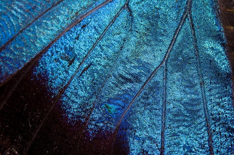 Wing - Macro World