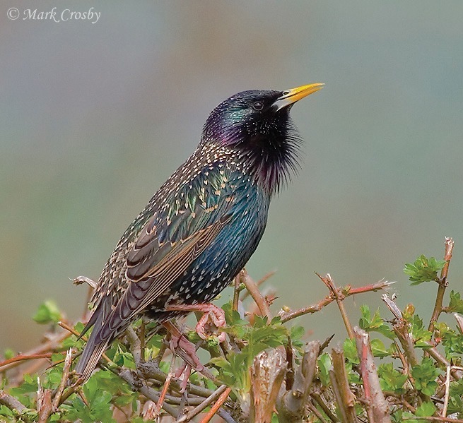 Starling - Wildlife