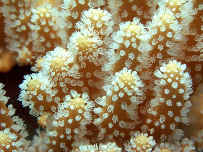 Soft Coral - Underwater World