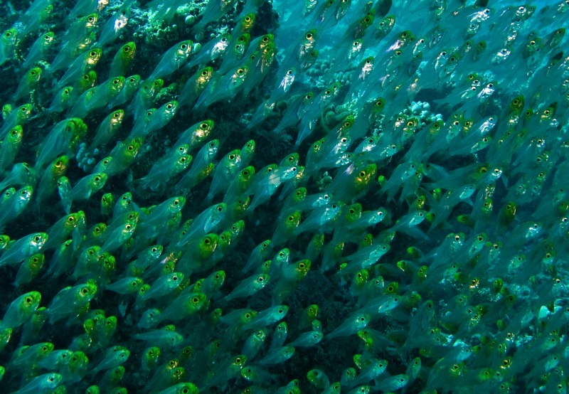 Sprats - Underwater World