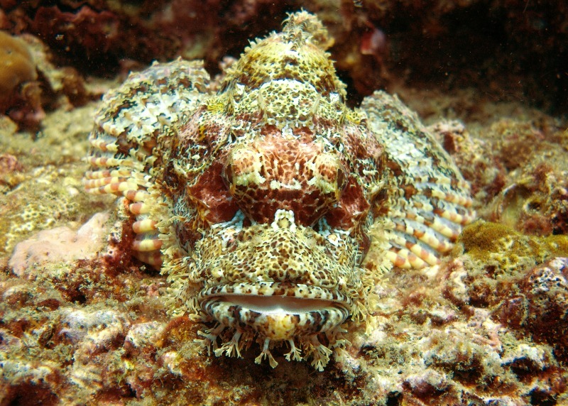 Scorpion Fish - Underwater World