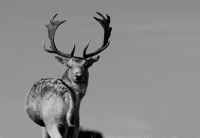 Fallow Deer - Wildlife