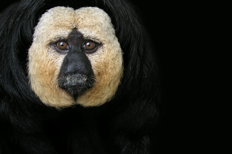 Monkey - Favourites