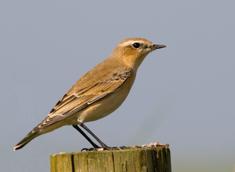 Winchat - Wildlife