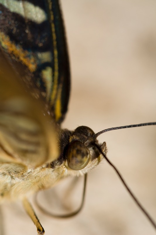 Butterfly2 - Macro World