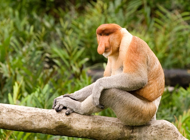 Male Proboscis Monkey - Wildlife