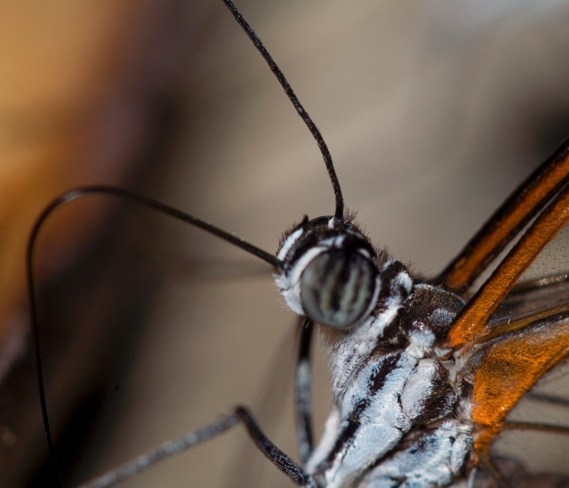 Butterfly7 - Macro World