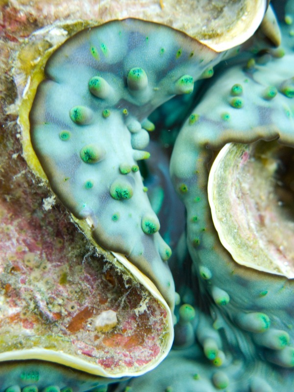 Large Clam - Underwater World