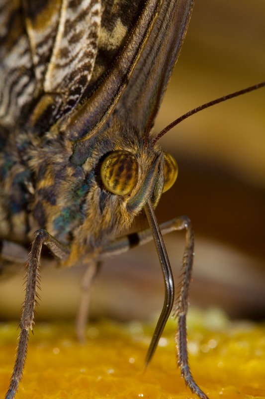 Butterfly9 - Macro World