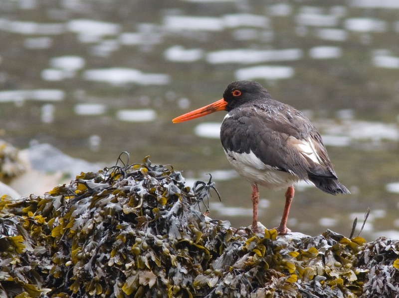 Oystercatcher - Wildlife