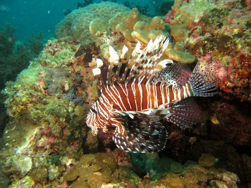 Lion Fish - Underwater World