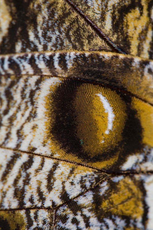 Wing1 - Macro World