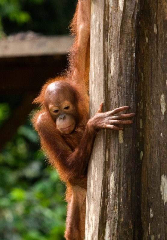 Rosie the Orangutan - Wildlife