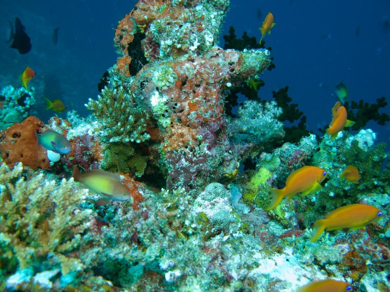 Aquarium - Underwater World