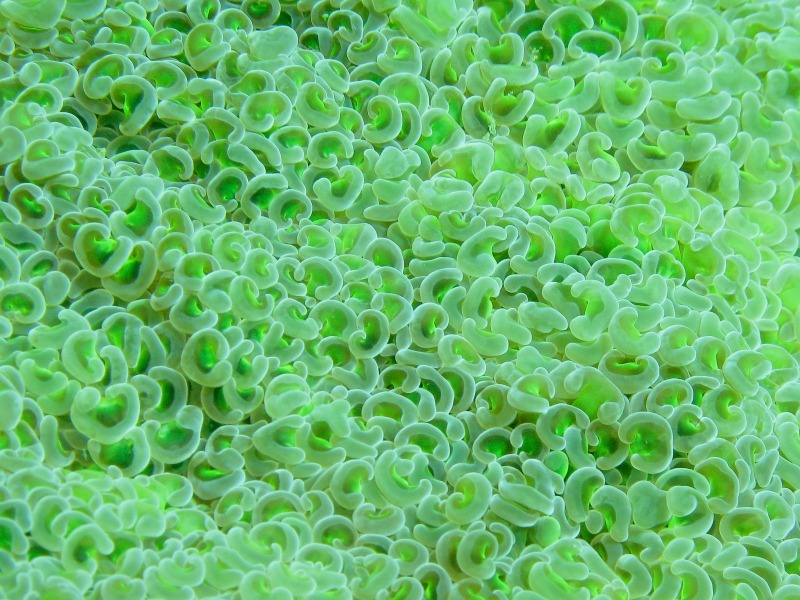 Soft Coral - Underwater World