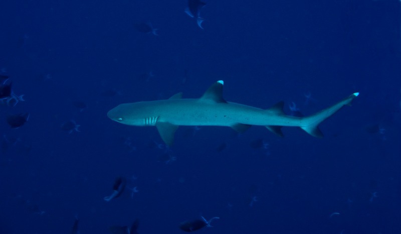 WhiteTip Reef Shark - Underwater World